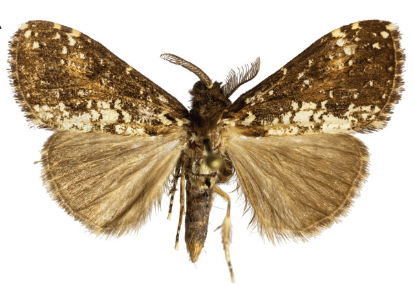 /filer/webapps/moths/media/images/P/punctifera_Dasychira_AM_ZMJU.jpg