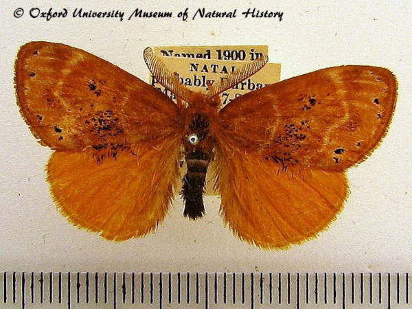 /filer/webapps/moths/media/images/P/punctifera_Euproctis_AM_OUMNH_01.jpg