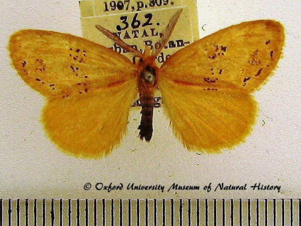 /filer/webapps/moths/media/images/P/punctifera_Euproctis_AM_OUMNH_02.jpg