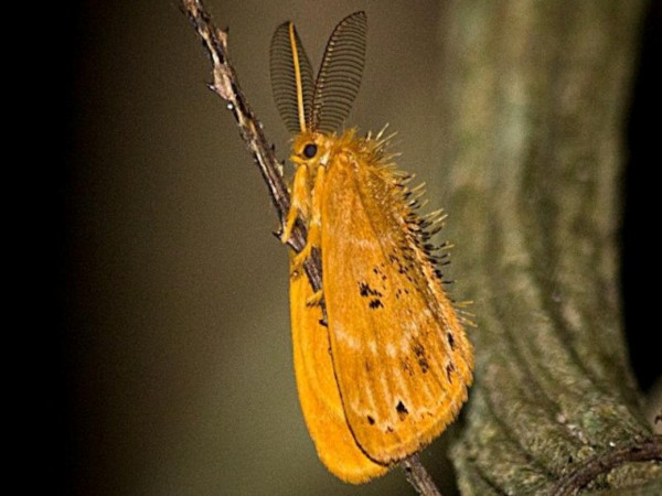 /filer/webapps/moths/media/images/P/punctifera_Euproctis_AM_Vermaak.jpg