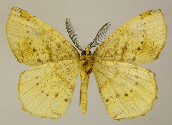 /filer/webapps/moths/media/images/P/punctifera_Malgassapeira_AM_ZSMb.jpg