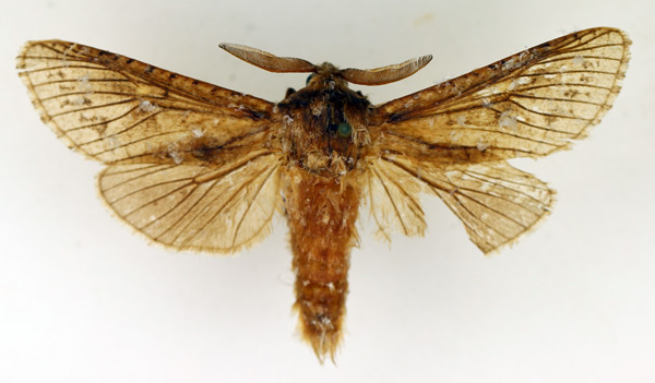 /filer/webapps/moths/media/images/P/punctifera_Namibiocossus_AM_TMSA.jpg