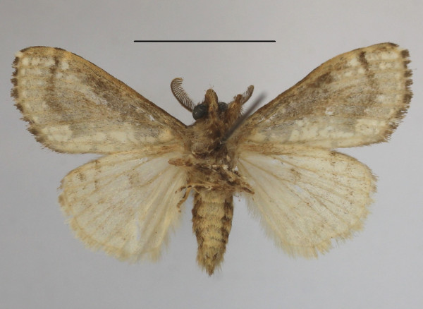/filer/webapps/moths/media/images/P/punctifera_dasychira_AM_MGCLb_01.JPG