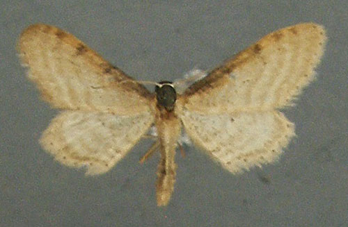 /filer/webapps/moths/media/images/P/punctigera_Idaea_AM_TMSA_02.jpg