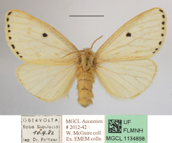 /filer/webapps/moths/media/images/P/punctigera_Paradrallia_AF_MGCLa_03.JPG