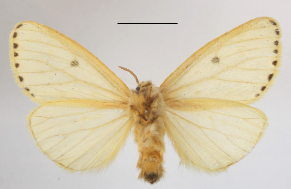 /filer/webapps/moths/media/images/P/punctigera_Paradrallia_AF_MGCLb_03.JPG