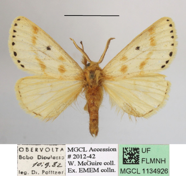 /filer/webapps/moths/media/images/P/punctigera_Paradrallia_AM_MGCLa_01.JPG