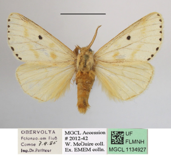 /filer/webapps/moths/media/images/P/punctigera_Paradrallia_AM_MGCLa_02.JPG