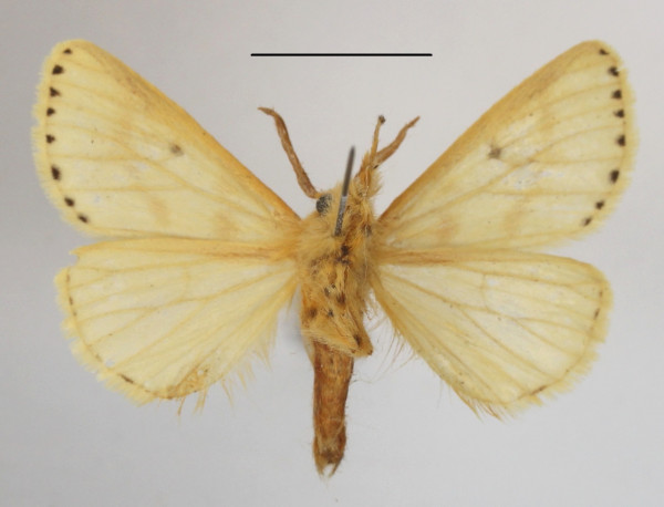 /filer/webapps/moths/media/images/P/punctigera_Paradrallia_AM_MGCLb_01.JPG