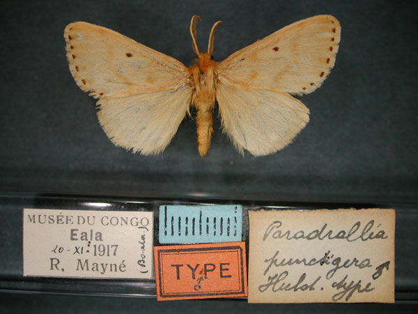 /filer/webapps/moths/media/images/P/punctigera_Paradrallia_HT_RMCA_01.jpg