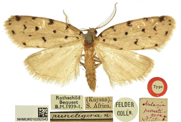 /filer/webapps/moths/media/images/P/punctigera_Siccia_HT_BMNH.jpg