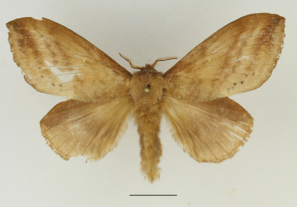/filer/webapps/moths/media/images/P/punctilimbata_Mallocampa_AF_Basquin_01.jpg