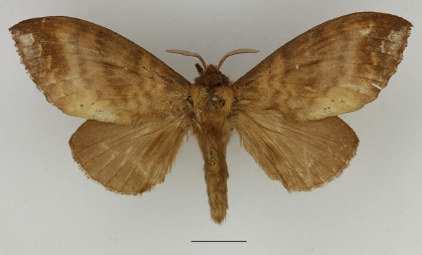 /filer/webapps/moths/media/images/P/punctilimbata_Mallocampa_AF_Basquin_02.jpg