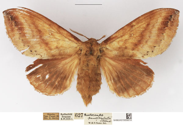 /filer/webapps/moths/media/images/P/punctilimbata_Mallocampa_AF_NHMUK.jpg
