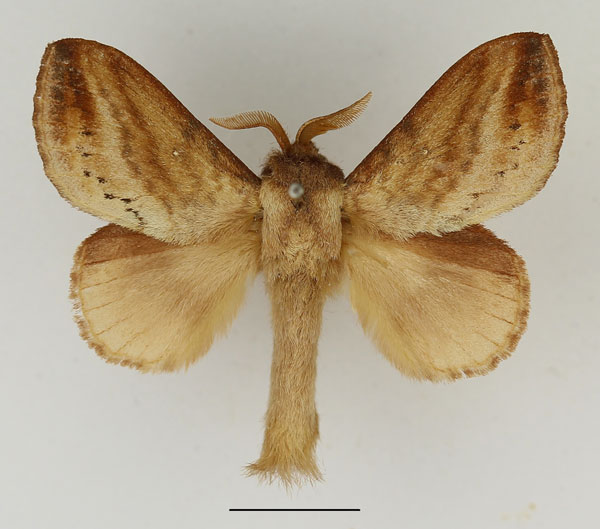 /filer/webapps/moths/media/images/P/punctilimbata_Mallocampa_AM_Basquin_01.jpg