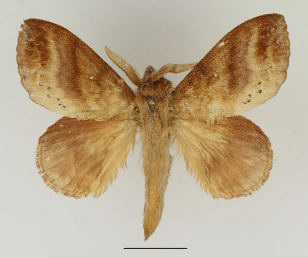 /filer/webapps/moths/media/images/P/punctilimbata_Mallocampa_AM_Basquin_02.jpg