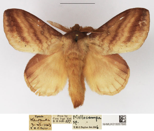 /filer/webapps/moths/media/images/P/punctilimbata_Mallocampa_AM_NHMUK.jpg