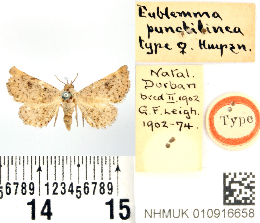 /filer/webapps/moths/media/images/P/punctilinea_Eublemma_HT_BMNH.jpg