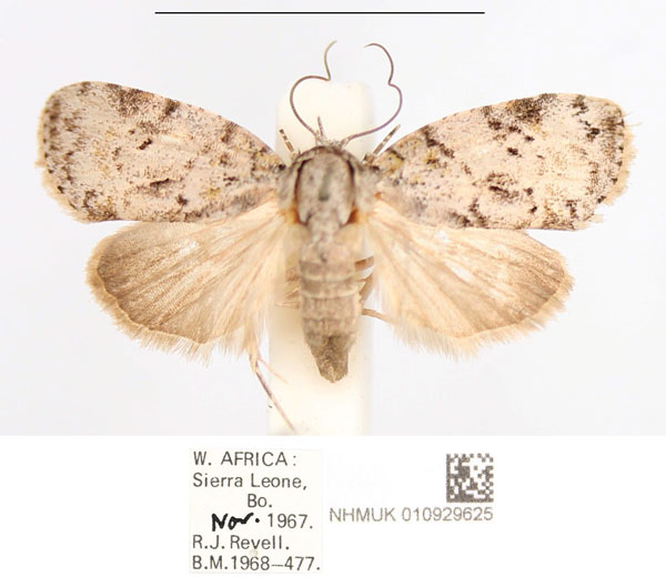 /filer/webapps/moths/media/images/P/punctilinea_Pardasena_AF_NHMUK.jpg