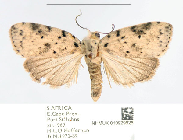 /filer/webapps/moths/media/images/P/punctilinea_Pardasena_AM_NHMUK.jpg