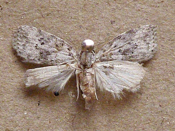 /filer/webapps/moths/media/images/P/punctilinea_Pardasena_A_Butler.jpg