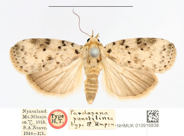 /filer/webapps/moths/media/images/P/punctilinea_Pardasena_HT_NHMUK.jpg