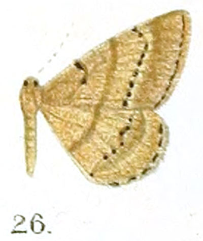 /filer/webapps/moths/media/images/P/punctilinea_Peridela_HT_Prout_16-26.jpg
