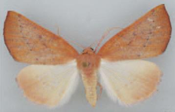 /filer/webapps/moths/media/images/P/punctilinea_Terpnostola_AF_TMSA.jpg