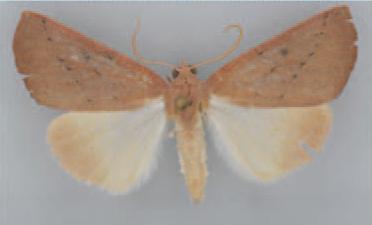 /filer/webapps/moths/media/images/P/punctilinea_Terpnostola_AM_TMSA_01.jpg