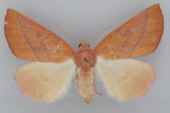 /filer/webapps/moths/media/images/P/punctilinea_Terpnostola_AM_TMSA_02.jpg