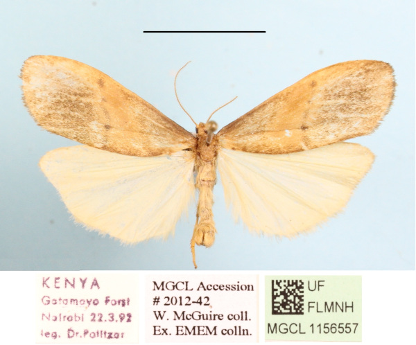 /filer/webapps/moths/media/images/P/punctilineata_Aroterosia_A_MGCL_03.JPG