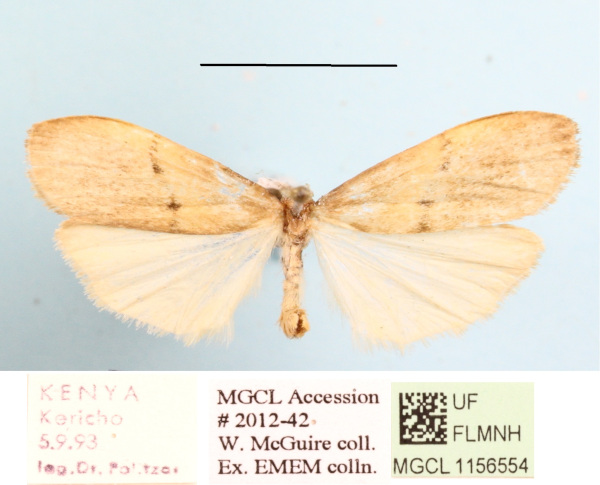 /filer/webapps/moths/media/images/P/punctilineata_Aroterosia_A_MGCL_04.JPG