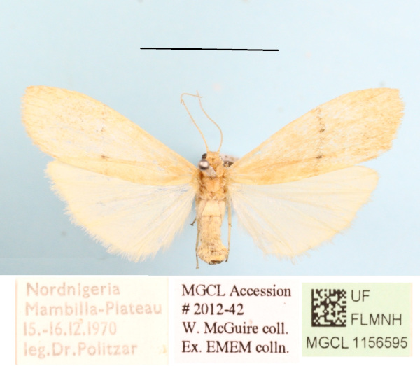 /filer/webapps/moths/media/images/P/punctilineata_Aroterosia_A_MGCLa_01.JPG