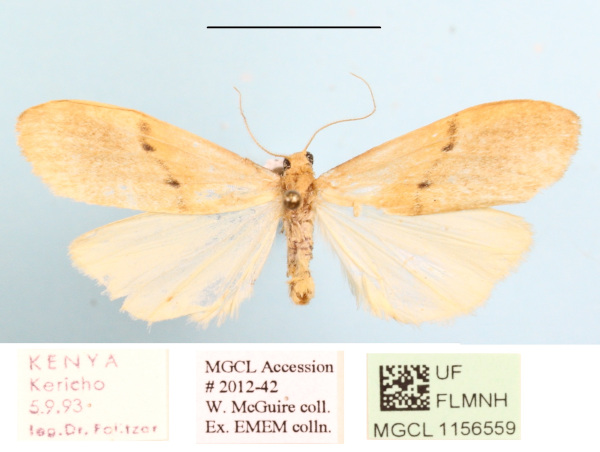 /filer/webapps/moths/media/images/P/punctilineata_Aroterosia_A_MGCLa_02.JPG