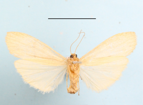 /filer/webapps/moths/media/images/P/punctilineata_Aroterosia_A_MGCLb_01.JPG