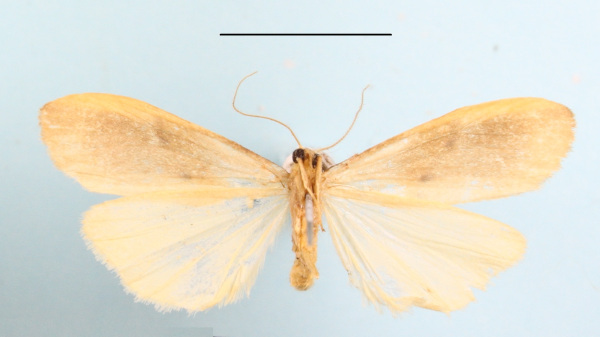 /filer/webapps/moths/media/images/P/punctilineata_Aroterosia_A_MGCLb_02.JPG