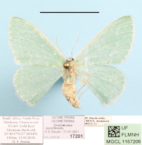 /filer/webapps/moths/media/images/P/punctilineata_Omphacodes_A_MGCLa_01.JPG