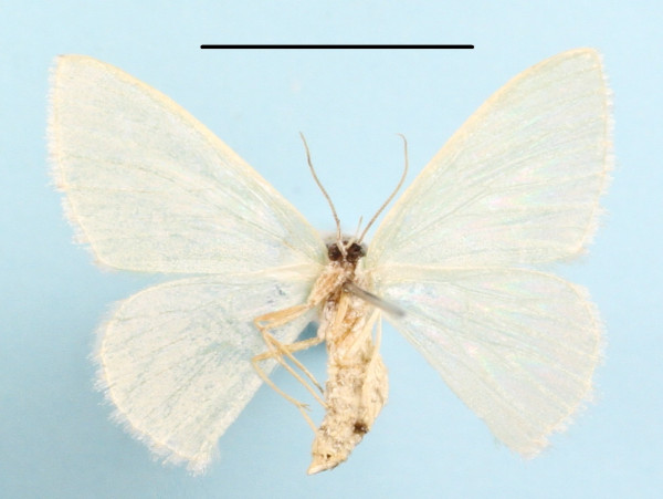 /filer/webapps/moths/media/images/P/punctilineata_Omphacodes_A_MGCLb_01.JPG