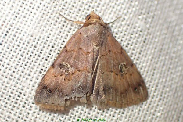 /filer/webapps/moths/media/images/P/punctilineata_Plecoptera_AM_Bippus.jpg