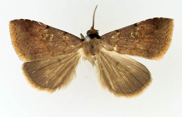 /filer/webapps/moths/media/images/P/punctilineata_Plecoptera_AM_TMSA.jpg