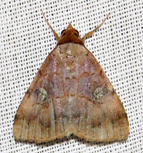 /filer/webapps/moths/media/images/P/punctilineata_Plecoptera_A_Braun_12.jpg