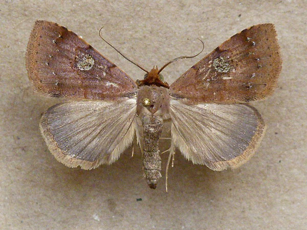 /filer/webapps/moths/media/images/P/punctilineata_Plecoptera_A_Butler.jpg
