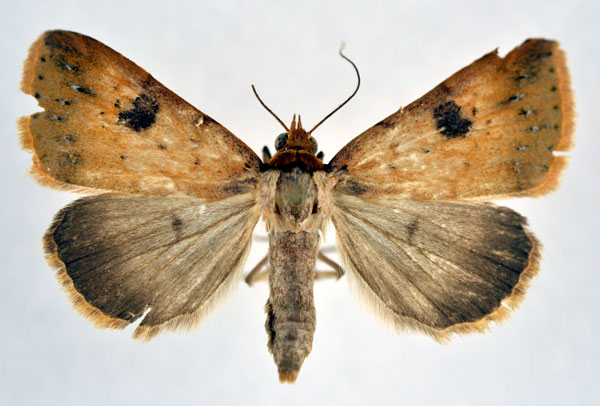 /filer/webapps/moths/media/images/P/punctilineata_Plecoptera_A_NHMO.jpg