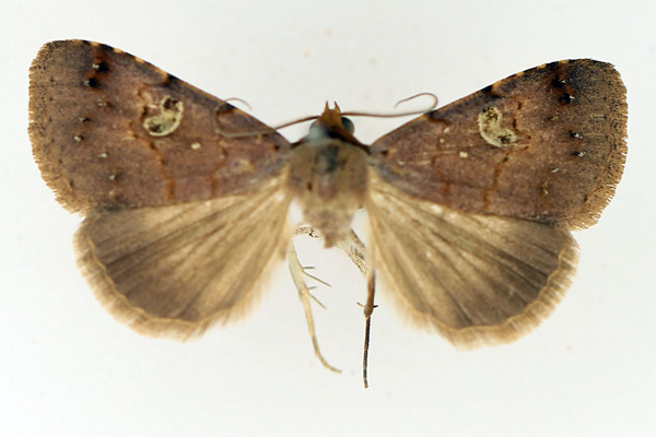/filer/webapps/moths/media/images/P/punctilineata_Plecoptera_A_TMSA_01.jpg