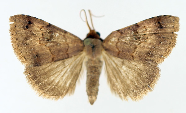 /filer/webapps/moths/media/images/P/punctilineata_Plecoptera_A_TMSA_02.jpg