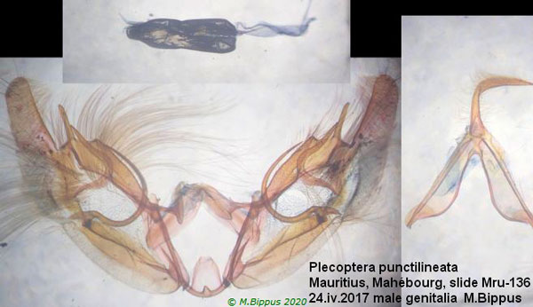 /filer/webapps/moths/media/images/P/punctilineata_Plecoptera_GM_Bippus_136.jpg