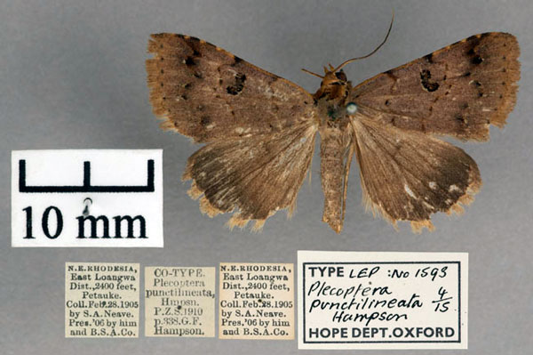 /filer/webapps/moths/media/images/P/punctilineata_Plecoptera_STM_OUMNH_01.jpg