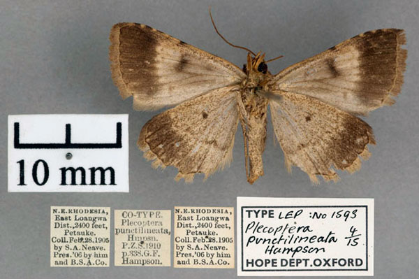 /filer/webapps/moths/media/images/P/punctilineata_Plecoptera_STM_OUMNH_02.jpg