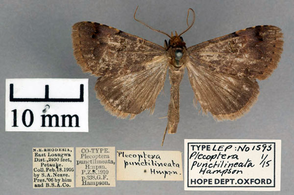 /filer/webapps/moths/media/images/P/punctilineata_Plecoptera_ST_OUMNH_01.jpg