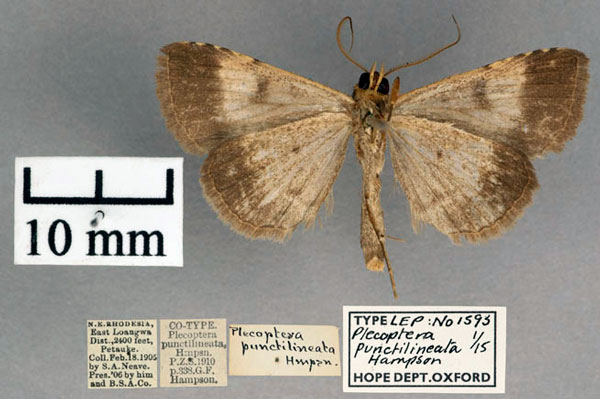 /filer/webapps/moths/media/images/P/punctilineata_Plecoptera_ST_OUMNH_02.jpg